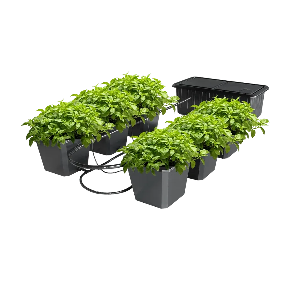 Hydroponic Bucket System