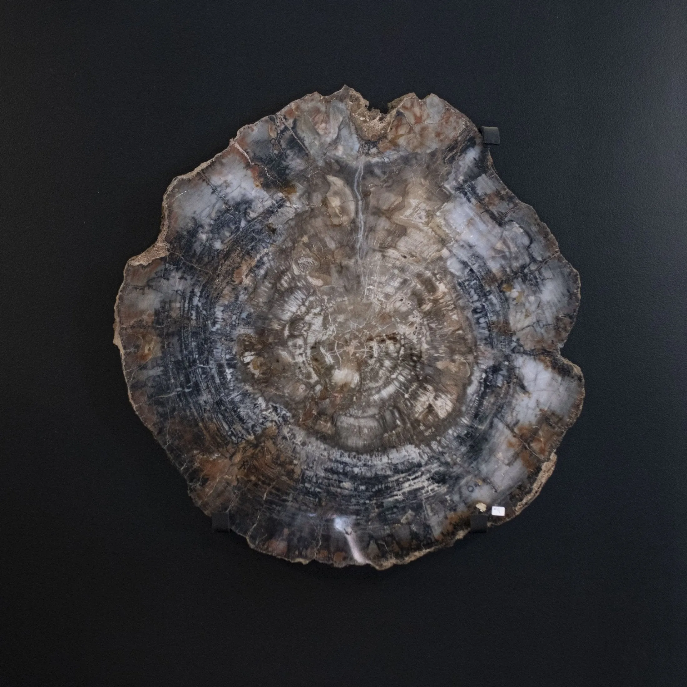 Petrified Wood Arizona Wall Hanging